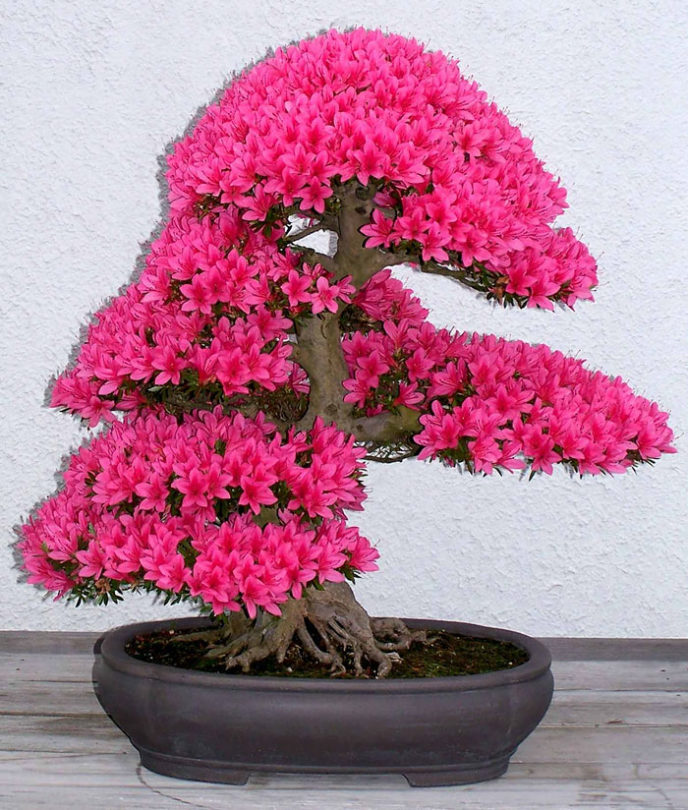 Amazing bonsai trees 1 5710e77e33ce6__700.jpg