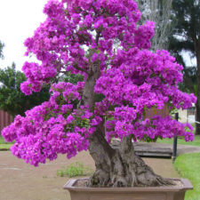 Amazing bonsai trees 10 5710e7a9bbcd6__700.jpg