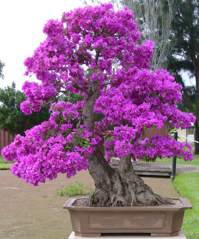 Amazing bonsai trees 10 5710e7a9bbcd6__700.jpg