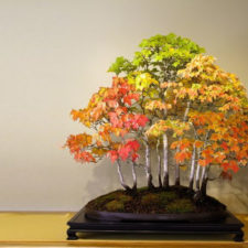 Amazing bonsai trees 11 5710ecaba5024__700.jpg