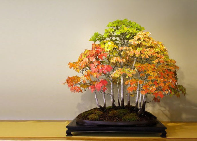 Amazing bonsai trees 11 5710ecaba5024__700.jpg