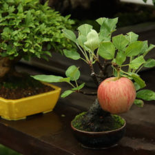 Amazing bonsai trees 12 5710ed059e7f7__700.jpg