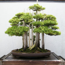 Amazing bonsai trees 13 5710ed962c1f6__700.jpg