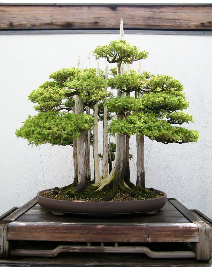 Amazing bonsai trees 13 5710ed962c1f6__700.jpg