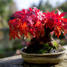 Amazing bonsai trees 14 5710edd09573e__700.jpg