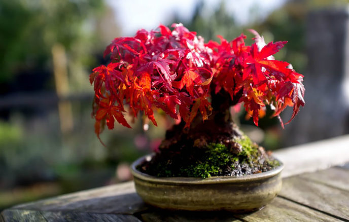 Amazing bonsai trees 14 5710edd09573e__700.jpg