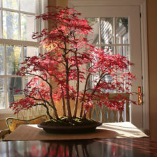 Amazing bonsai trees 15 5710eeb31ea38__700.jpg