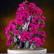 Amazing bonsai trees 16 5710f113432bb__700.jpg