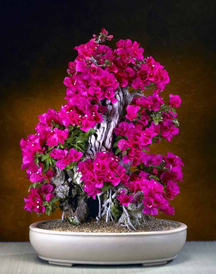 Amazing bonsai trees 16 5710f113432bb__700.jpg