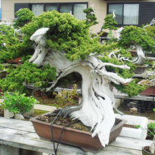 Amazing bonsai trees 19 5710f2f5ca819__700.jpg