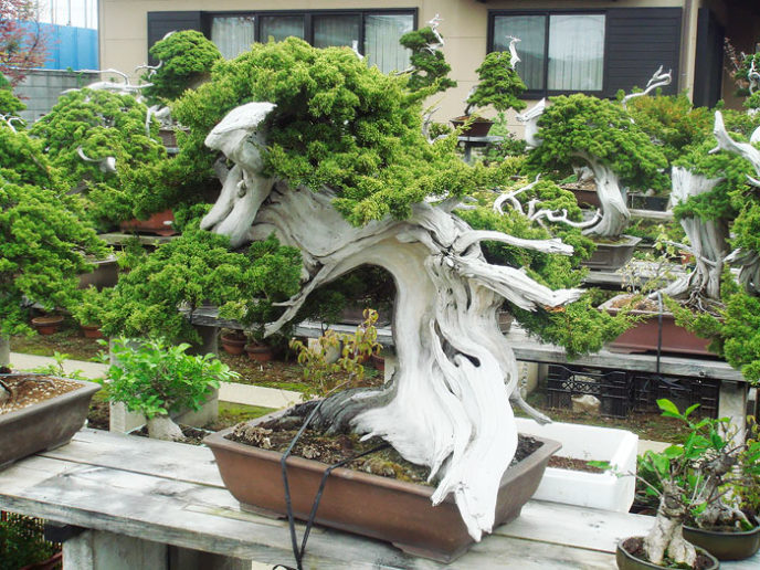 Amazing bonsai trees 19 5710f2f5ca819__700.jpg