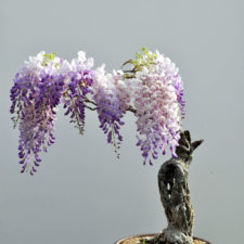 Amazing bonsai trees 2 5710e785cd3a3__700 1.jpg