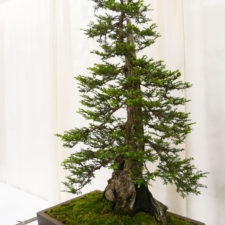 Amazing bonsai trees 21 5710f36568db7__700.jpg