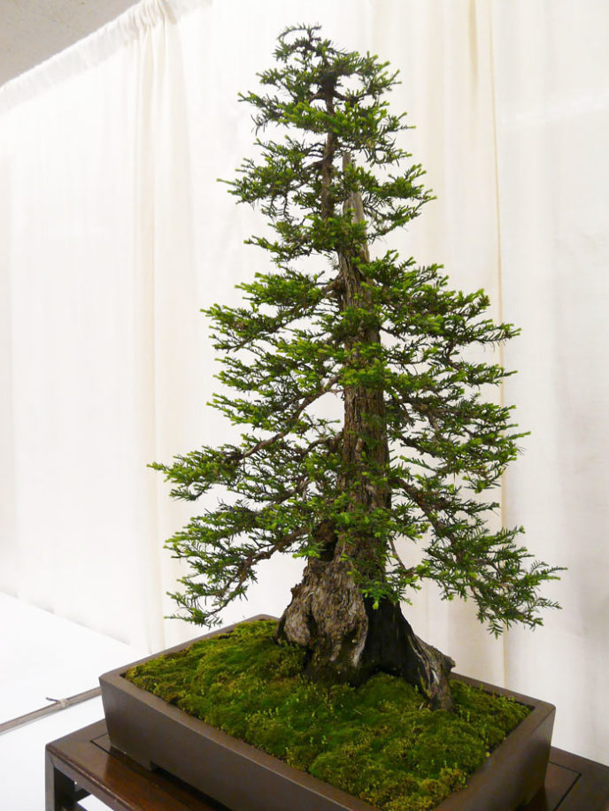 Amazing bonsai trees 21 5710f36568db7__700.jpg