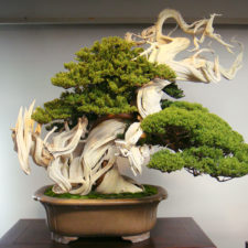 Amazing bonsai trees 22 5710f3ab92e45__700.jpg