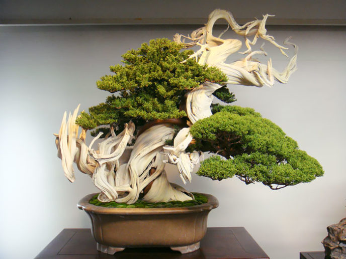 Amazing bonsai trees 22 5710f3ab92e45__700.jpg