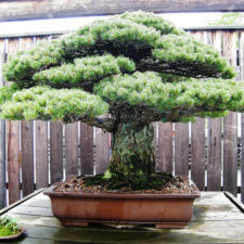 Amazing bonsai trees 23 5710f40da1982__700.jpg