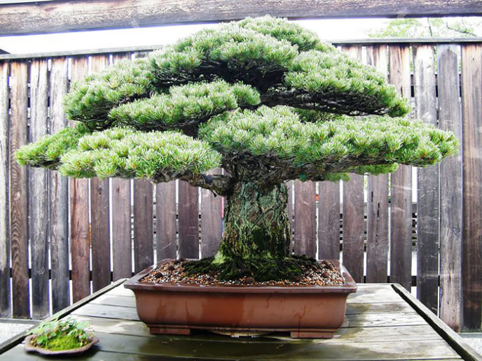 Amazing bonsai trees 23 5710f40da1982__700.jpg