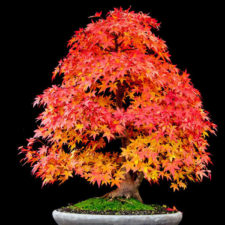 Amazing bonsai trees 24 5710f78e7b4e5__700.jpg