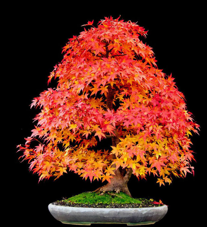 Amazing bonsai trees 24 5710f78e7b4e5__700.jpg