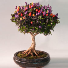 Amazing bonsai trees 25 5710f90bdc5e1__700.jpg