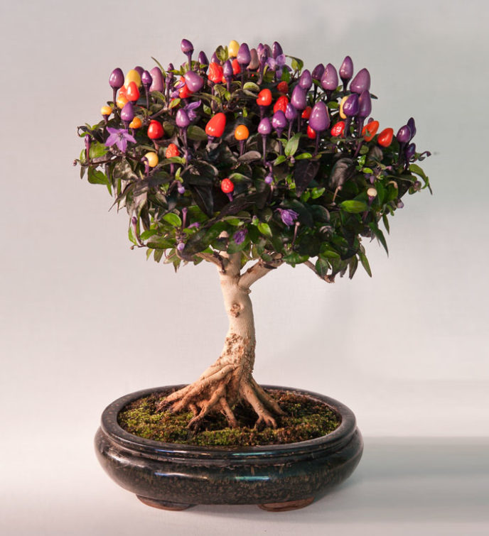 Amazing bonsai trees 25 5710f90bdc5e1__700.jpg