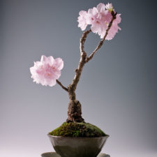 Amazing bonsai trees 3 1 5710e79064ec0__700.jpg