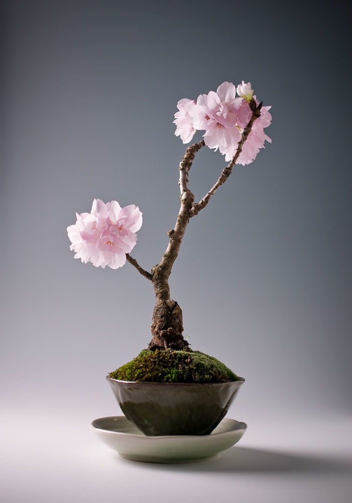 Amazing bonsai trees 3 1 5710e79064ec0__700.jpg