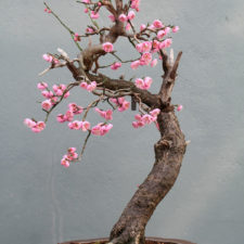 Amazing bonsai trees 3 5710e78d95bf1__700.jpg