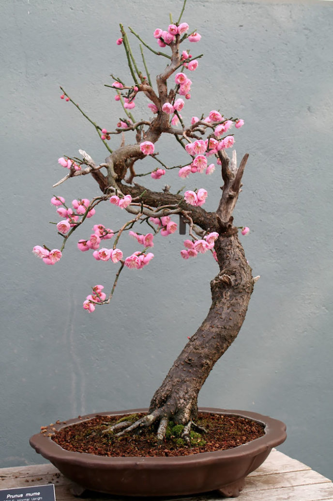 Amazing bonsai trees 3 5710e78d95bf1__700.jpg