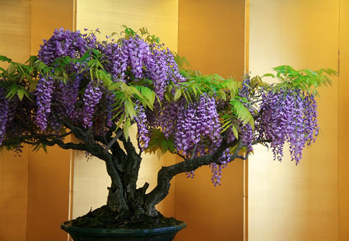 Amazing bonsai trees 30 5710f9a93ef3d__700.jpg