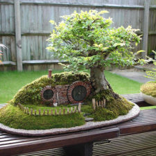 Amazing bonsai trees 31 5710fa291dd89__700.jpg