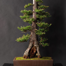 Amazing bonsai trees 32 5710fb37868f7__700.jpg