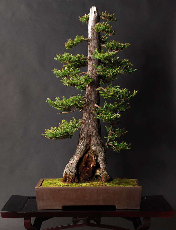 Amazing bonsai trees 32 5710fb37868f7__700.jpg