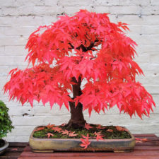 Amazing bonsai trees 4 5710e792c2477__700.jpg