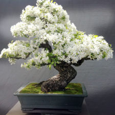 Amazing bonsai trees 5 1 5710e79582acc__700.jpg