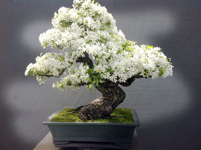 Amazing bonsai trees 5 1 5710e79582acc__700.jpg