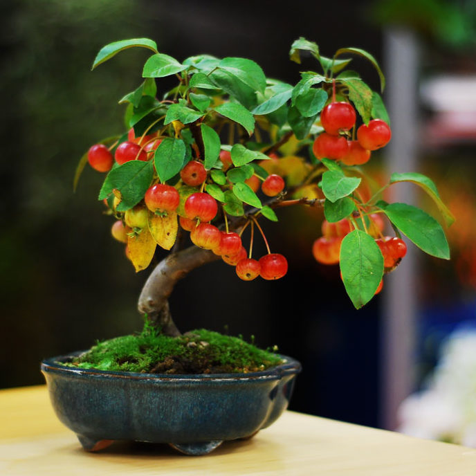 Amazing bonsai trees 5 2 5710e798a4b5f__700.jpg