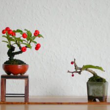 Amazing bonsai trees 6 1 5710e79f756ee__700.jpg