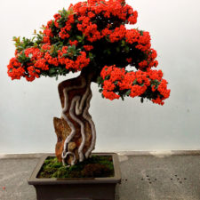 Amazing bonsai trees 6 5710e79b9f76b__700.jpg