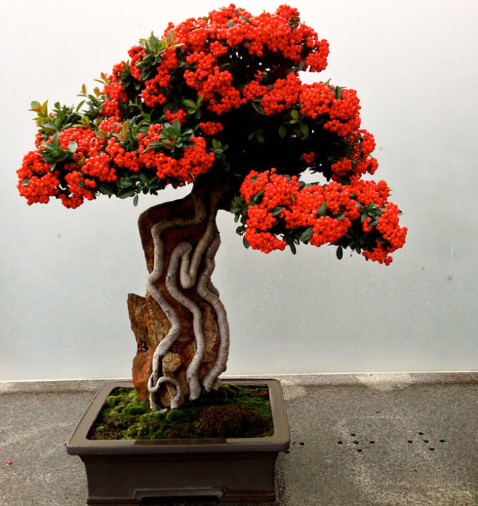 Amazing bonsai trees 6 5710e79b9f76b__700.jpg