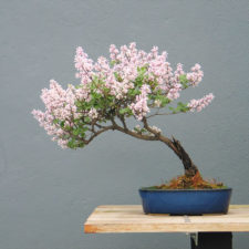 Amazing bonsai trees 8 5710e7a49c05c__700.jpg