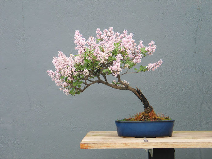 Amazing bonsai trees 8 5710e7a49c05c__700.jpg