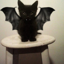 Halloween cat costumes 19 57f75fe01d15b__605.jpg