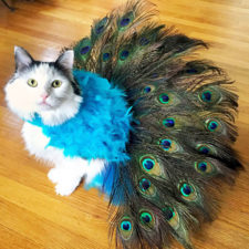 Halloween cat costumes 41 57f76979a36e9__605.jpg