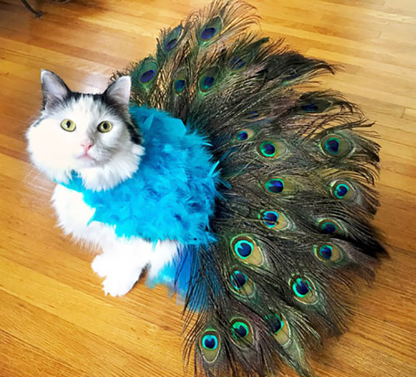 Halloween cat costumes 41 57f76979a36e9__605.jpg