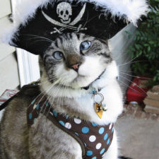 Halloween cat costumes 45 57f76c4e84b5f__605.jpg