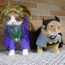 Halloween cat costumes 49 57f77098c763e__605.jpg