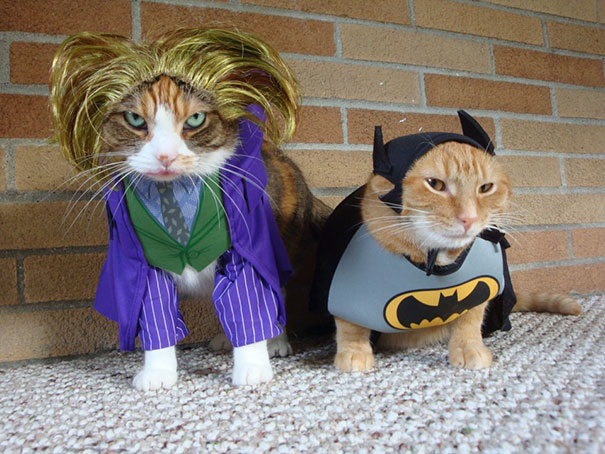 Halloween cat costumes 49 57f77098c763e__605.jpg