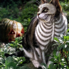 Halloween cat costumes 52 57f785afe5c64__605.jpg